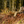 Crazy Creek King’s Camo XK7 HEX 2.0 LongBack Chair, adjustable reclining camo chair for all-day use.